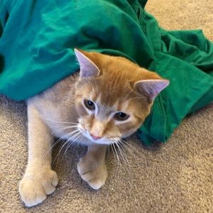 Meet your Posher, Kim